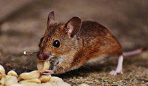 24 Hour & Emergency Exterminators in Ingalls, NC